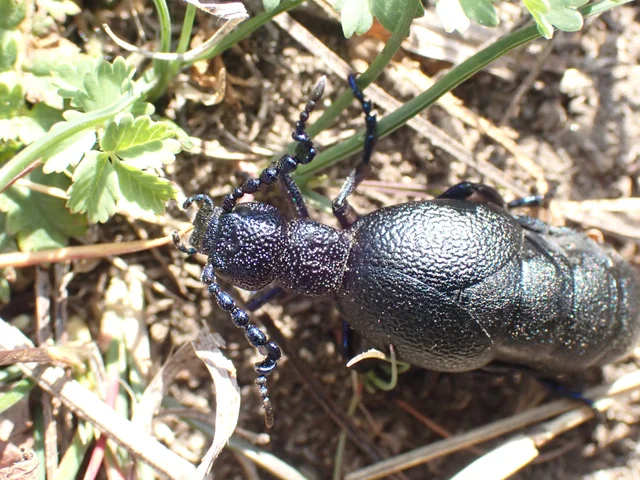 Meloe proscarabaeus - közönséges nünüke