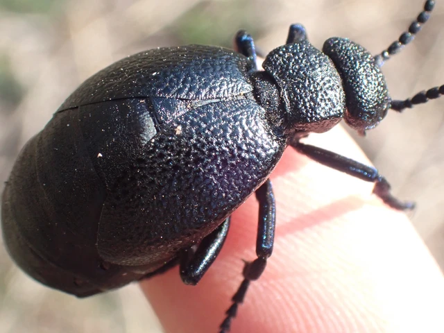 Meloe cicatricosus - óriásnünüke