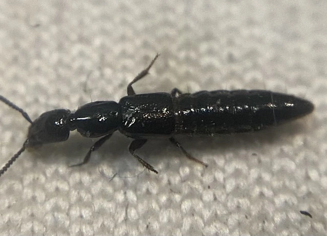 Gyrohypnus fracticornis - pontocskás rovátkásholyva