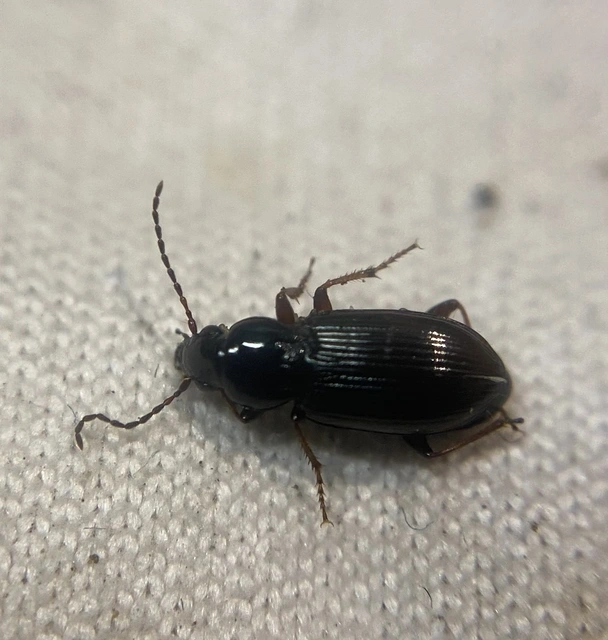 Pterostichus strenuus - gombszemű gyászfutó
