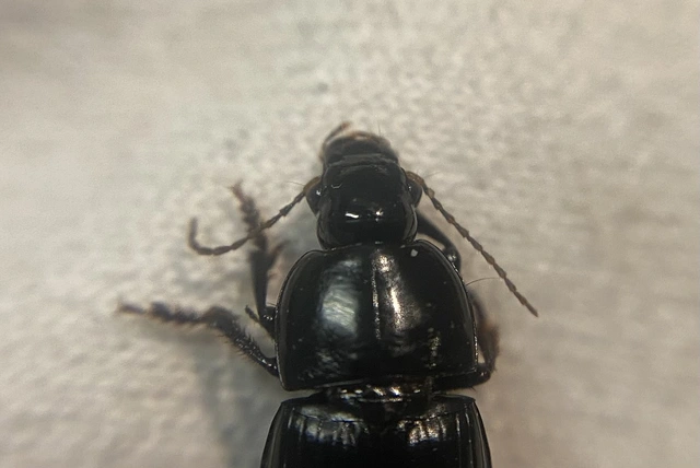 Harpalus serripes - fekete lomhafutó