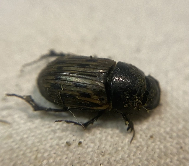 Aphodius luridus - tarka trágyabogár