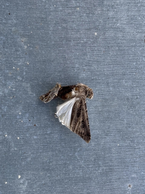 Agrotis bigramma - kétjegyű földibagoly