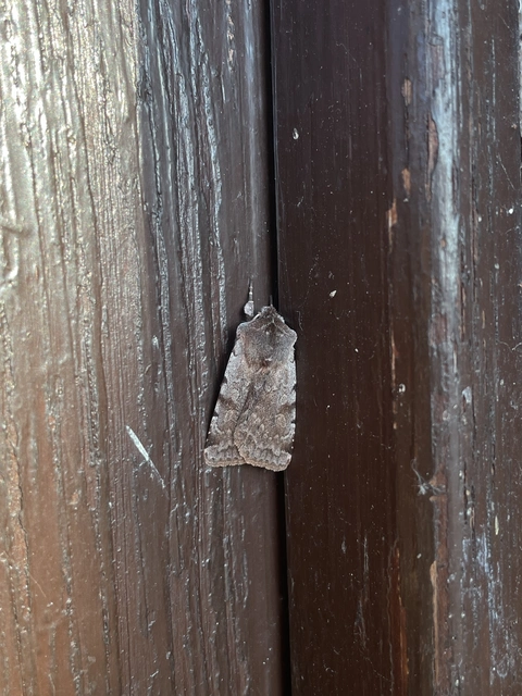 Cerastis rubricosa - vörhenyes tavaszibagoly