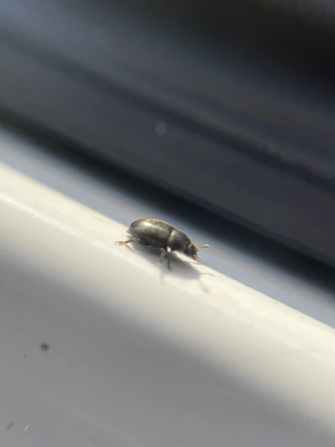 Meligethinae Meligethinae