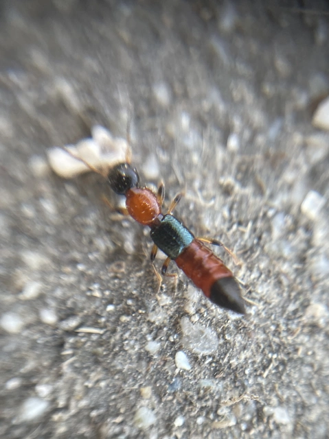 Paederus littoralis - réti partiholyva