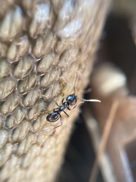 Lasius fuliginosus - kartonépítő fahangya