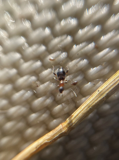 Anthelephila pedestris - hangyaszerű fürgebogár