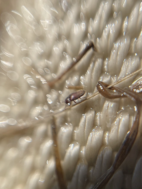 Throscidae - merevbogárfélék