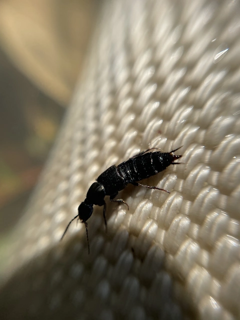 Philonthus