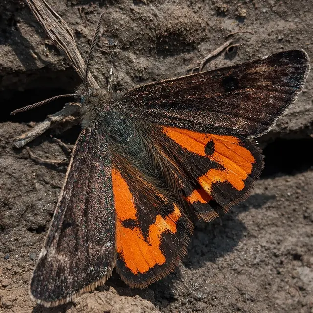 Boudinotiana notha - vörhenyes nappaliaraszoló
