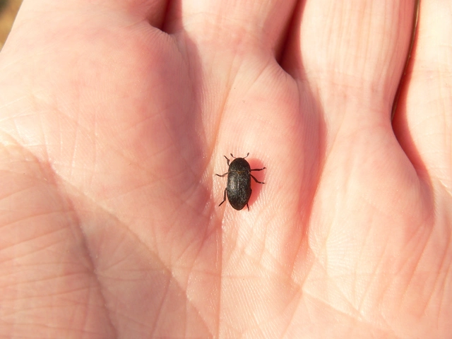 Dermestes laniarius - gyászos porva Dermestes laniarius - gyászos porva