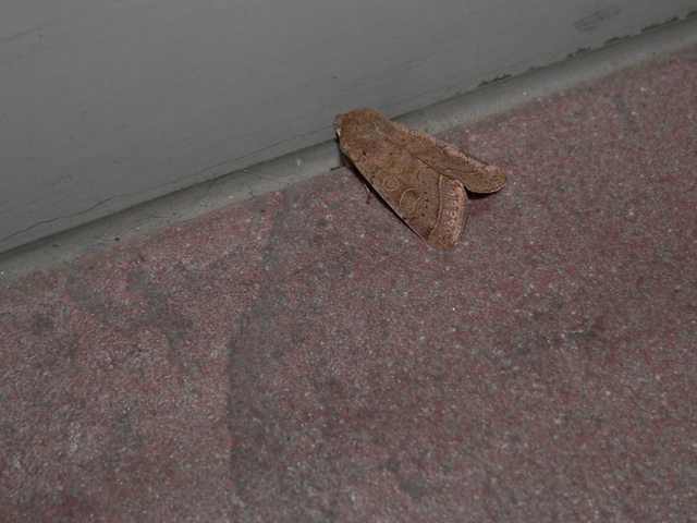 Orthosia cerasi - közepes barkabagoly
