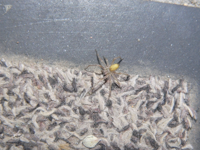 Cheiracanthium