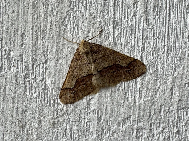 Agriopis marginaria - sárgás téliaraszoló