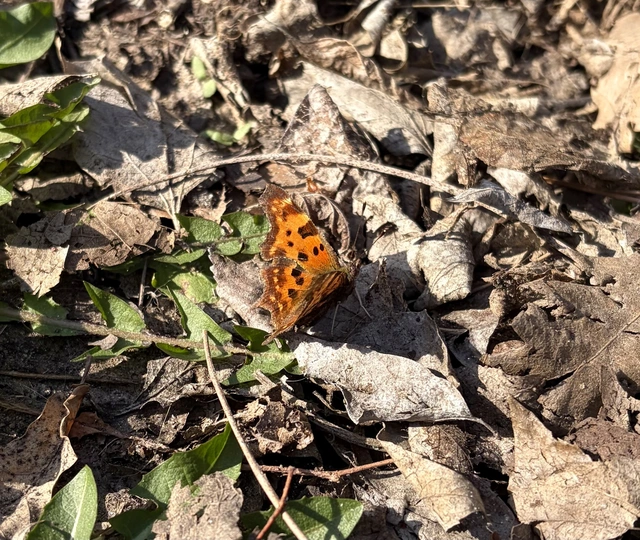 Nymphalis c-album - C-betűs lepke