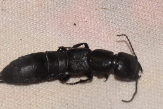 Ocypus nitens - fekete holyva