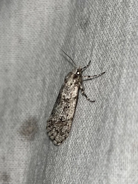 Diurnea fagella - szürke tavaszimoly