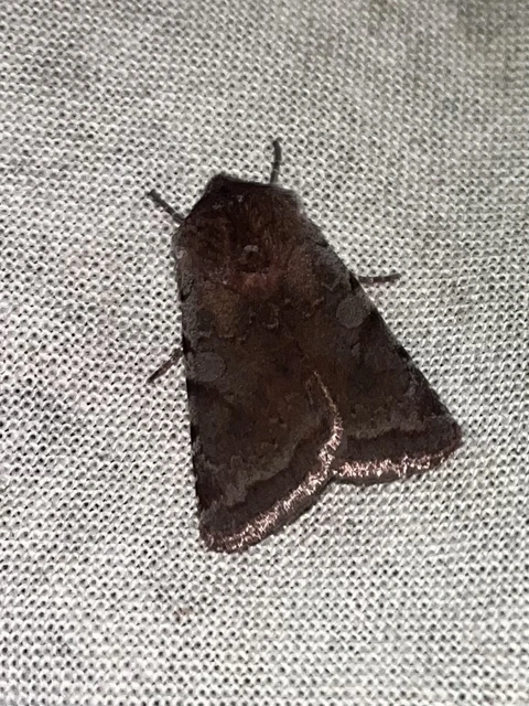 Cerastis rubricosa - vörhenyes tavaszibagoly