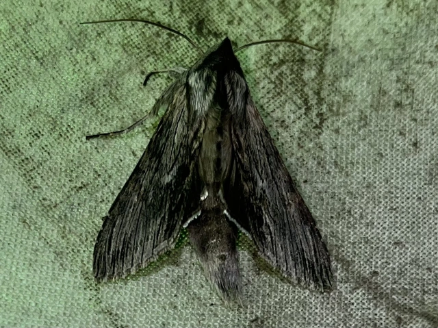 Cucullia chamomillae - székfű-csuklyásbagoly