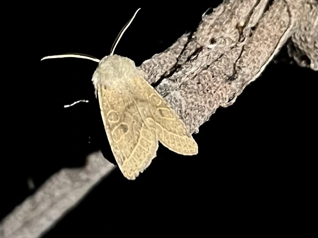 Orthosia cerasi - közepes barkabagoly