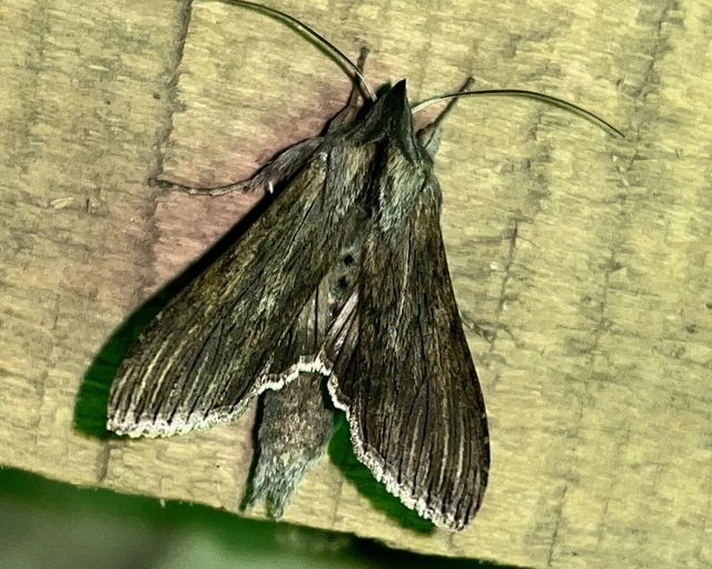 Cucullia chamomillae - székfű-csuklyásbagoly
