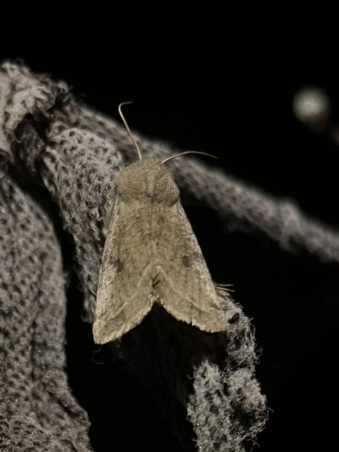 Orthosia incerta - változékony barkabagoly