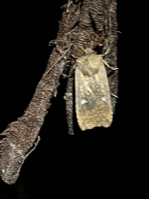 Eupsilia transversa - holdacskás télibagoly