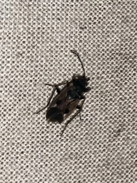 Rhyparochromus vulgaris - közönséges díszesbodobács