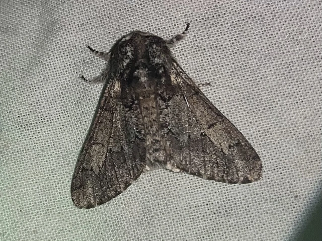Biston strataria - barnapettyes araszoló
