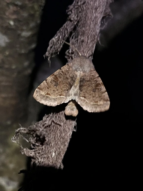Orthosia incerta - változékony barkabagoly