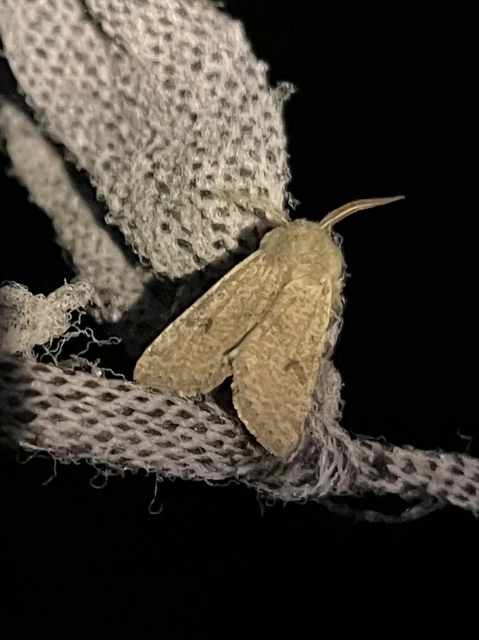 Orthosia cruda - kis barkabagoly