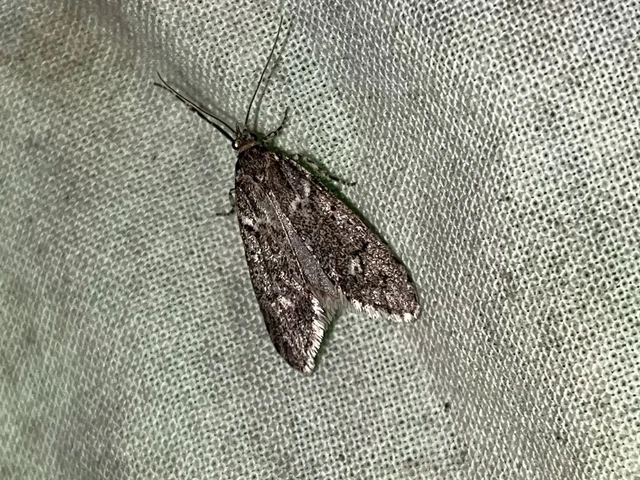 Diurnea fagella - szürke tavaszimoly