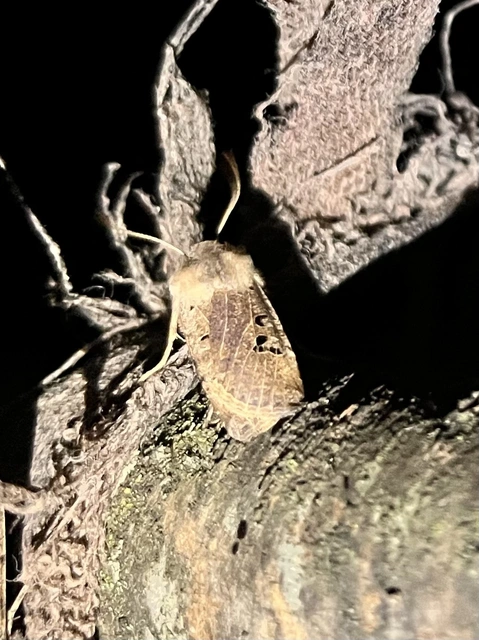 Conistra rubiginosa - szürke télibagoly