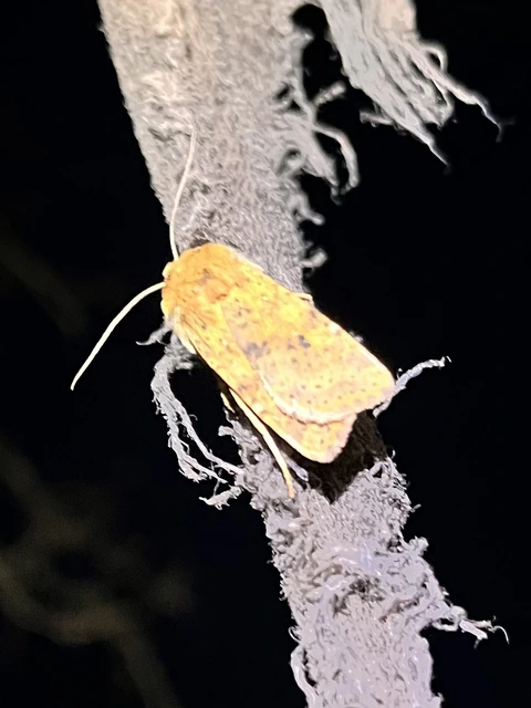 Conistra rubiginea - vörös őszibagoly