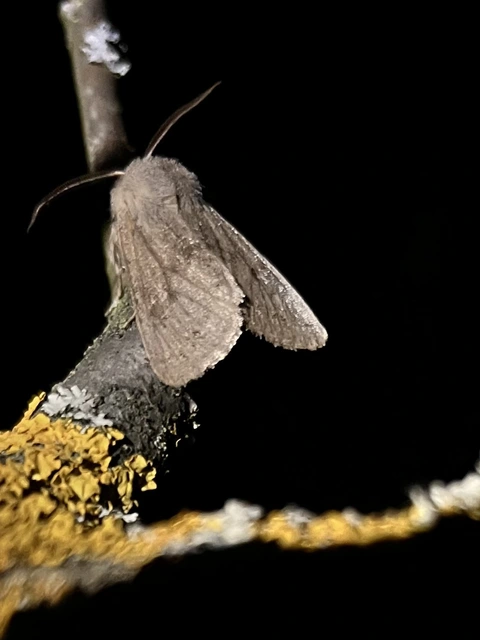 Orthosia populeti - nyárfa-barkabagoly