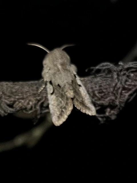 Orthosia gothica - feketefoltos barkabagoly