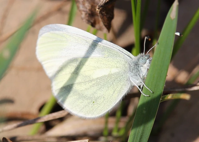 Leptidea sinapis - mustárlepke