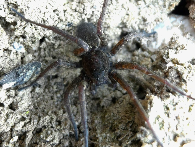 Pardosa paludicola