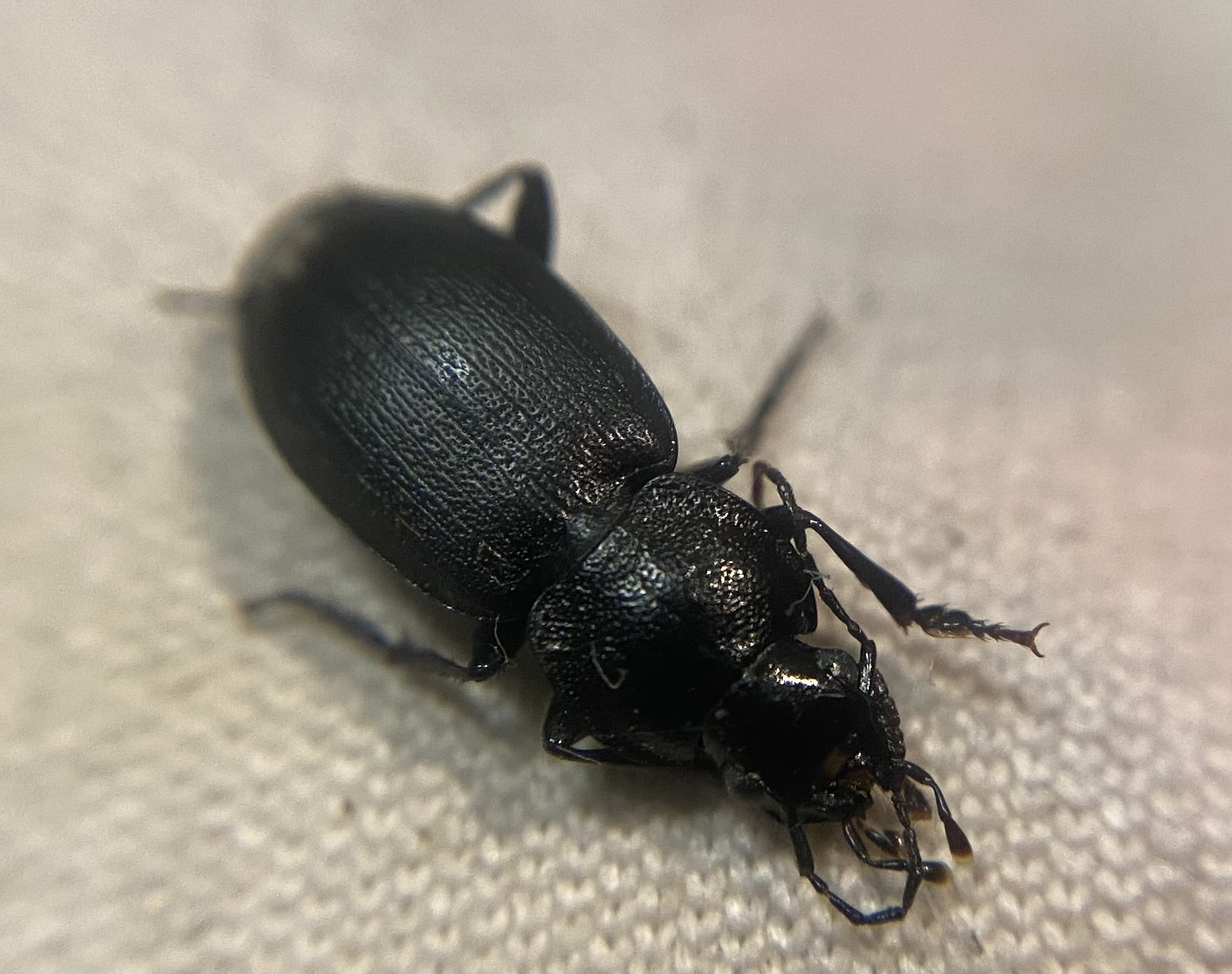 Licinus depressus - kis pajzsosfutonc