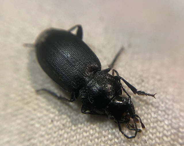 Licinus depressus - kis pajzsosfutonc