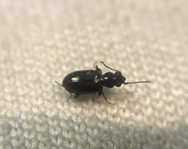 Bembidion tenellum - gyöngyházfényű gyorsfutó