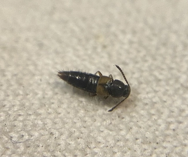 Hemitropia lividipennis - orsócsápú komposztholyva