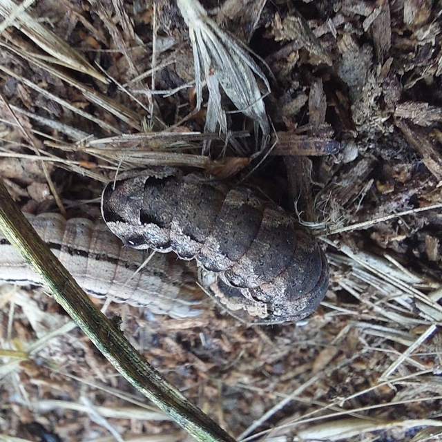 Noctua comes - kis sárgafűbagoly