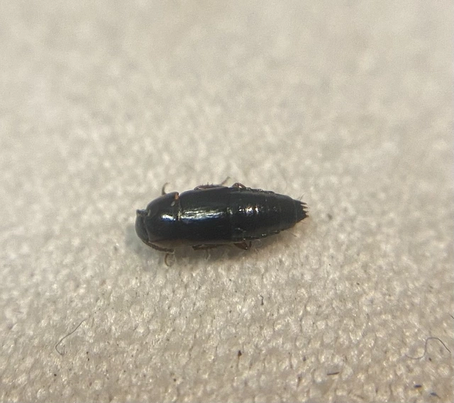Tachinus corticinus - apró fürgeholyva