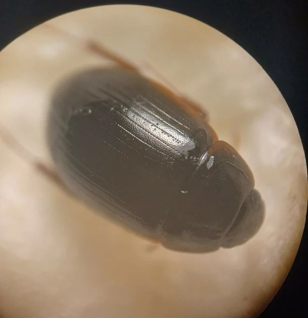 Hydrobius fuscipes - változékony csibor