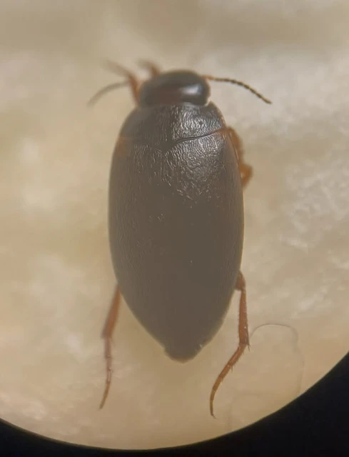 Hydroporus planus - gyakori kiscsíkbogár