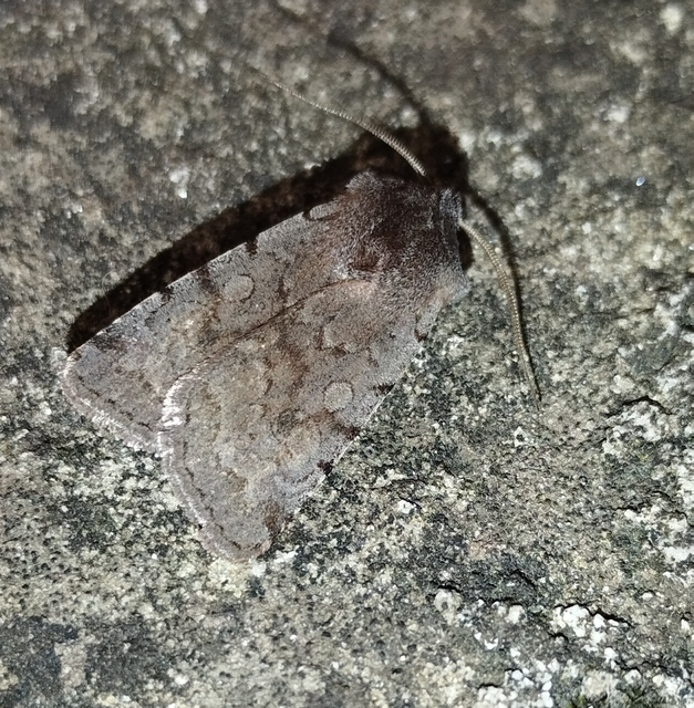 Cerastis rubricosa - vörhenyes tavaszibagoly