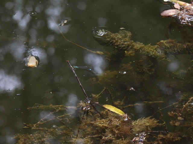 Ischnura elegans pontica - kéköves légivadász
