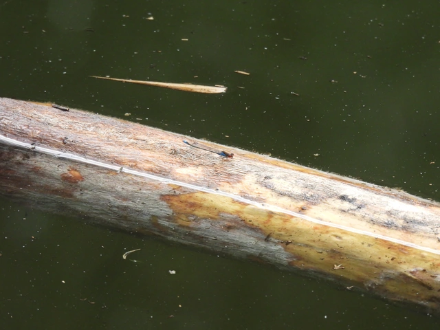 Erythromma viridulum - kis pirosszemű-légivadász